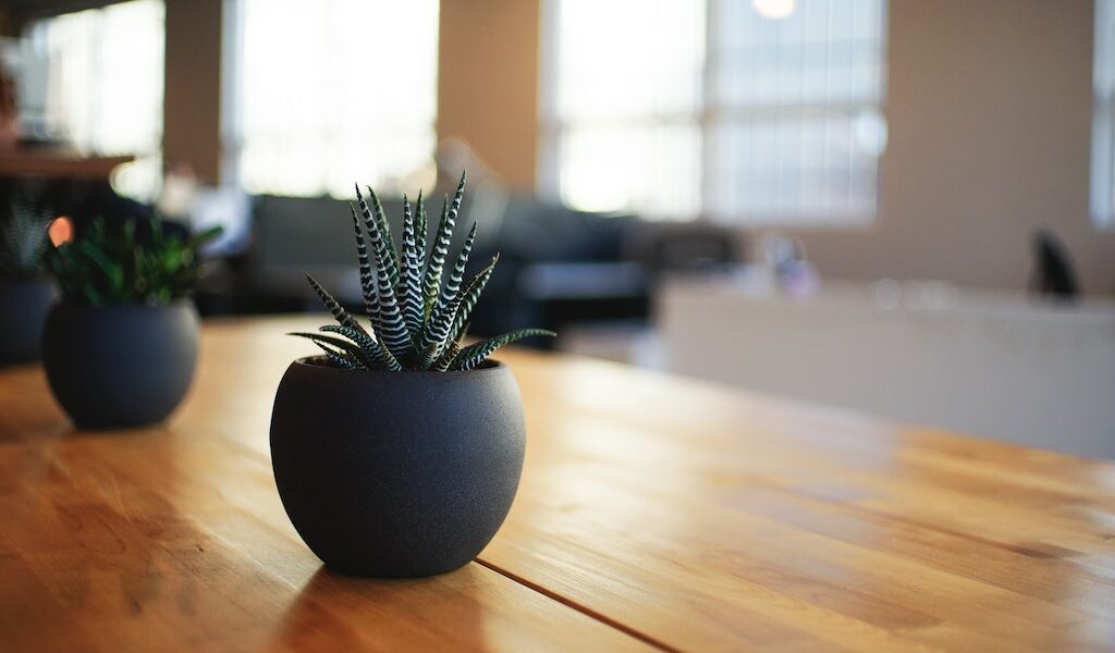 Modern succulent plants in a concrete grey plant pot on a wooden table.